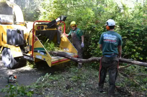 tree services South Bradenton
